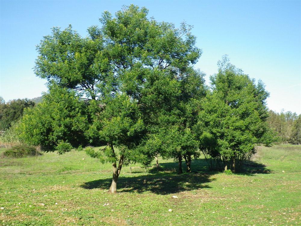 Agriturismo Sa Murta In Sennariolo-Oristano Zewnętrze zdjęcie